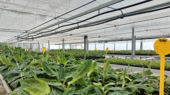 Agricultores reclamam do recém-inaugurado Centro de Processamento da Banana (áudio)