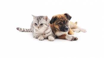 Funchal quer duplicar as esterilizações realizadas a cães e gatos no próximo ano (áudio)