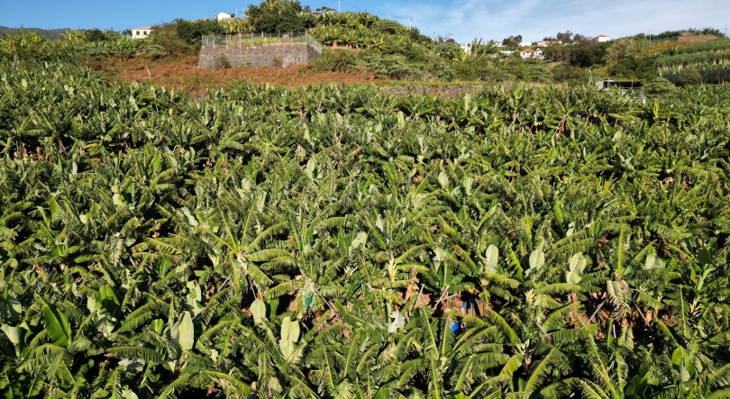 Imagem de Comercialização de banana decresceu 9,2%