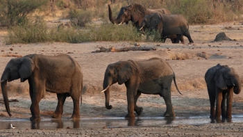 Pelo menos 100 elefantes morreram por falta de água no Zimbabué