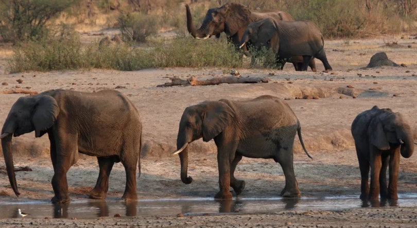 Pelo menos 100 elefantes morreram por falta de água no Zimbabué