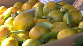 Ano de boa produção de tangerinas (vídeo)