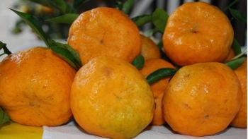 Ano bom para a produção de tangerina (áudio)