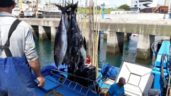 Portugal com aumento de 25 % nas quotas de pesca do atum voador (áudio)