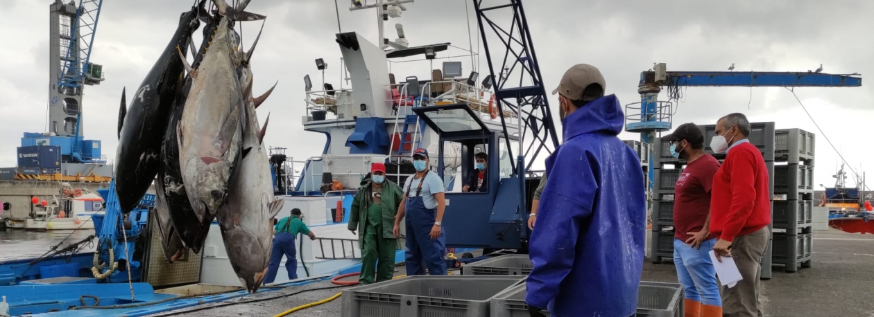Imagem de Pescadores de atum podem capturar mais 425 toneladas este ano