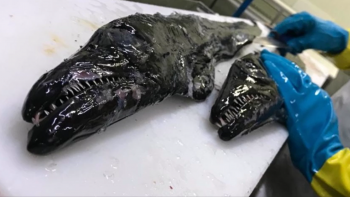 Interesse por ovas de peixe-espada preto aumentou (áudio)