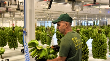 Produtores do banana insatisfeitos com os métodos de recolha (áudio)