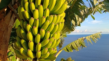 UMa junta a inteligência artificial à produção de banana num projeto único (áudio)