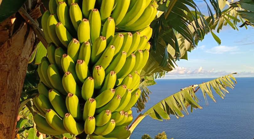 Imagem de Produção de banana na Madeira cai 25% no arranque de 2026