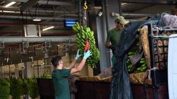 Comercialização de banana aumentou 10,8% face ao ano anterior