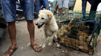 Proibição de carne de cão gera críticas dos restaurantes na Coreia do Sul