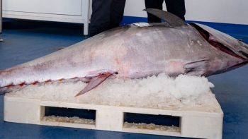 Chega quer pesca do atum nas ilhas Selvagens (vídeo)