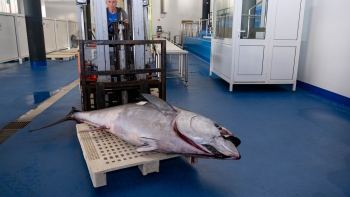 Primeiro atum rabilho do ano capturado ao largo do Cabo Girão (áudio)
