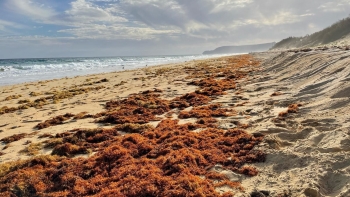 Algas castanhas na praia do Porto Santo (áudio)
