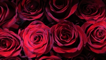 São Valentim celebra o amor (áudio)