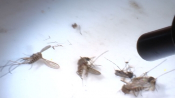 Madeira teve um caso suspeito de dengue (vídeo)