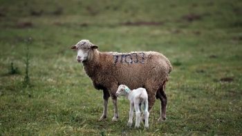 Portugal já pode exportar carne ovina para Israel
