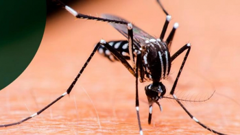 Aumento da temperatura cria condições favoráveis a mosquito vetor da dengue (áudio)
