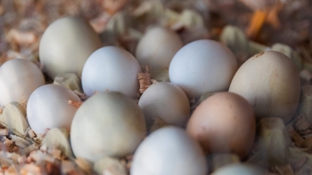 Abate de frango, a produção de ovos e o valor da pesca descarregada aumentaram face a 2022
