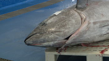 Pesca do atum “está condenada” (vídeo)