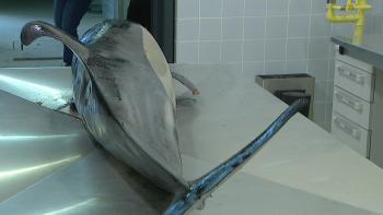Golfinho sujeito a necropsia para apurar a causa da morte (vídeo)