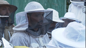 Produção de mel de abelhas é insuficiente para a procura (vídeo)