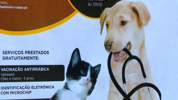 Câmara do Funchal oferece vacinas de cães e gatos (vídeo)
