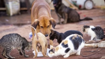 Campanha de vacinação de cães e gatos no Funchal (áudio)