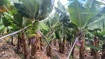 Tese de doutoramento da UMa conclui excesso de fertilizantes nas plantações de bananeiras (áudio)