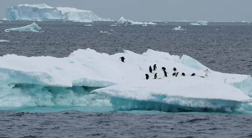 Missão portuguesa à Antártida recolheu dados de “elevado potencial científico”
