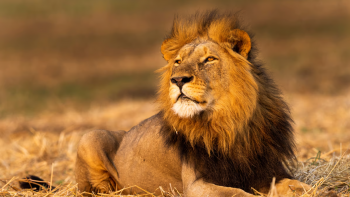 População de leões no Uganda diminuiu 45% em quase 20 anos