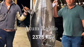 Rabilho de 237,5 kgs capturado no mar da Calheta