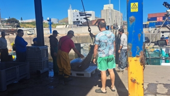Atuneiros preparam nova campanha ao atum (áudio)
