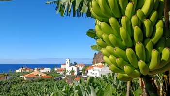 Banana da Madeira vai dar origem a farinha e à produção de rações para animais (áudio)