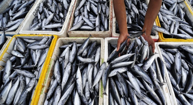 Comer mais sardinha e menos carne vermelha pode salvar até 750 mil vidas em 2050