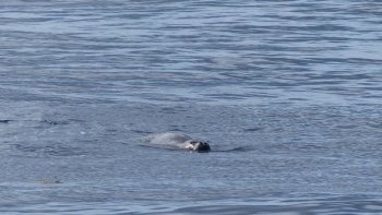 Lobo-marinho avistado na zona da praia Formosa (áudio)