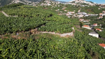 Madeira vai produzir 27 mil toneladas da banana (vídeo)
