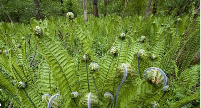 Bruxelas abre processo de infração a Portugal por falhas na proteção da biodiversidade