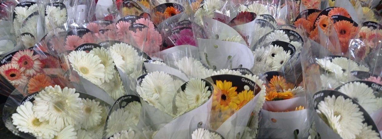 Importadores de flores registam recorde nas vendas (vídeo)