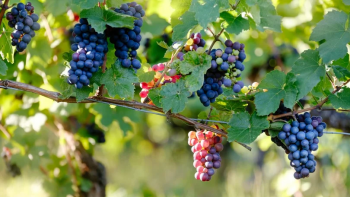 Produção de uva Tinta Negra deverá ser mais baixa do que em 2023 (áudio)