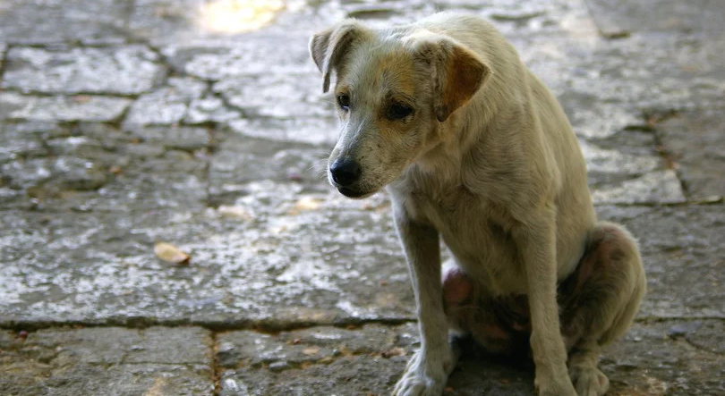 Portugal continental tem quase um milhão de animais errantes