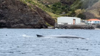 Baleia comum avistada perto de praia no Caniçal (vídeo)