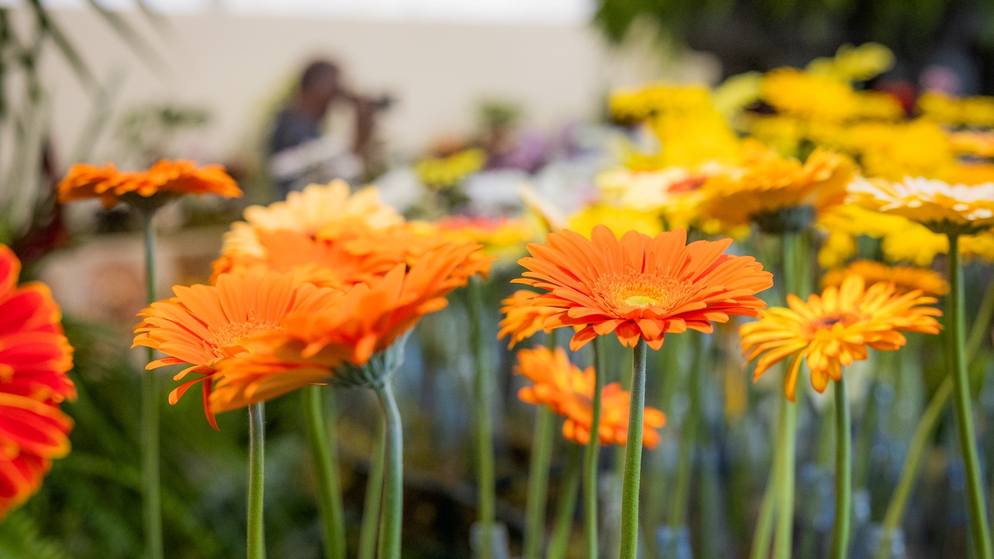 Exposição da Flor com cerca de 1000 variedades (áudio) | RTP Madeira