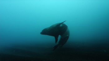 Há cada vez mais lobos marinhos junto à costa sul da ilha da Madeira (vídeo)