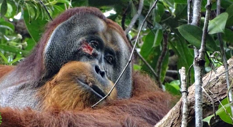 Orangotango é o primeiro animal observado a curar ferida com uma planta medicinal