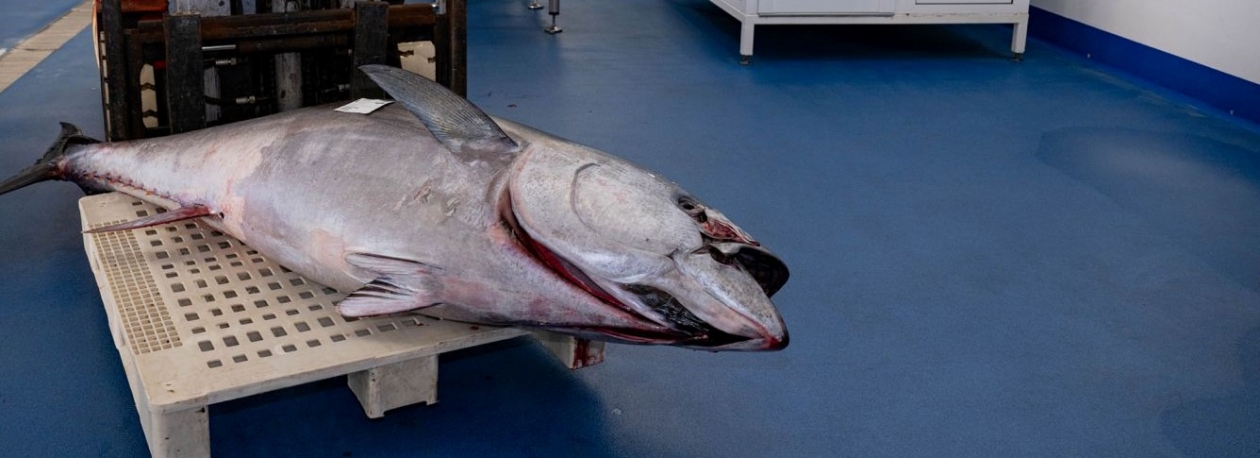 Cota de atum-rabilho esgotada (áudio)