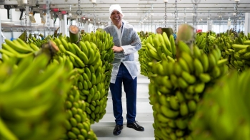 Cafôfo propõe que agricultores recebam mais 25 cêntimos por cada quilo de banana (áudio)