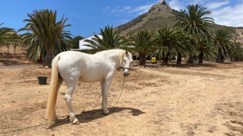 Porto Santo oferece terapia com cavalos (vídeo)