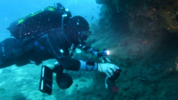 Foi descoberta um novo organismo vivo no mar da Madeira (vídeo)