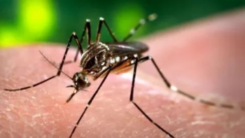 Está a aumentar a atividade do mosquito Aedes Aegypti  (vídeo)